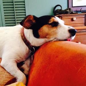 Meet your Posher, Bj